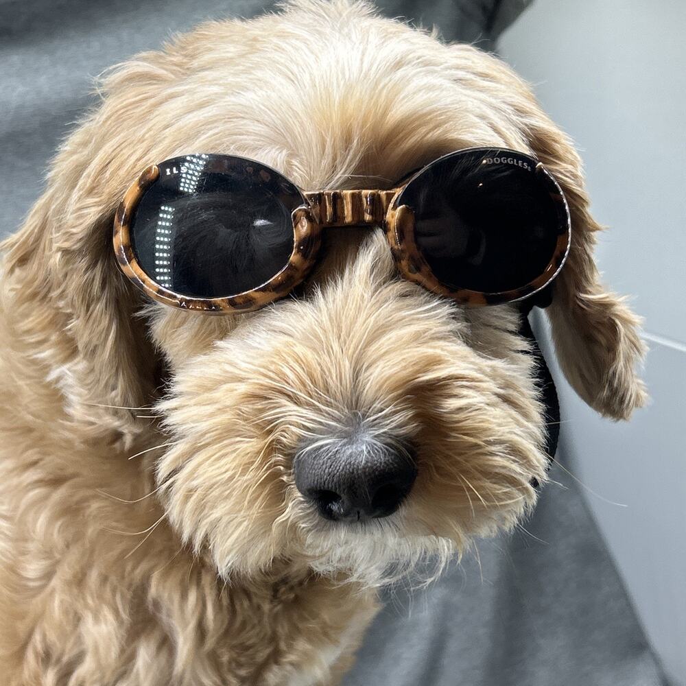 Doggles ILS Dog Goggles Sunglasses Leopard Print Frame Smoke Lens Eye Protection